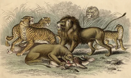 An Asiatic Lion and Lioness, a Bengal Tiger, a Leopard and a Jaguar